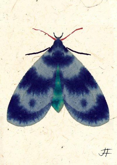 Indigo mot, 2024 (aquarel op papier) door Jenny Frean