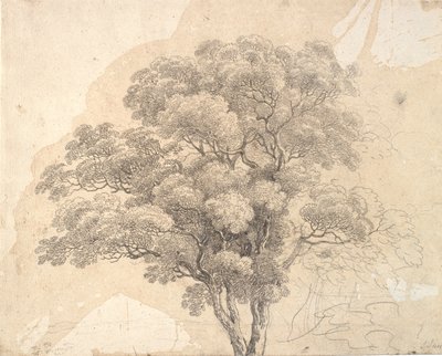 Studie van boomkroon door Jens Juel