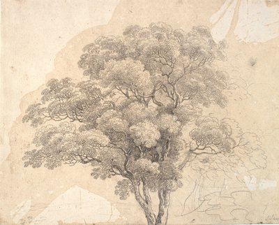Studie van boomkroon door Jens Juel
