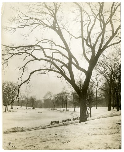 Boston Common & kikkerpoel, bij boom, Boston, VS door Jessie Tarbox Beals