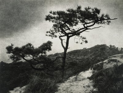 Beroemde Torrey Pines door Jessie Tarbox Beals
