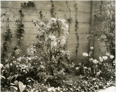 De heer en mevrouw John Morgan, 39 W 11 St, Andromeda plant, Greenwich Village, New York, VS, ca. 1939-40 door Jessie Tarbox Beals