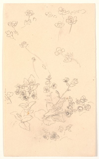 Bloemenstudies door Joakim Frederik Skovgaard