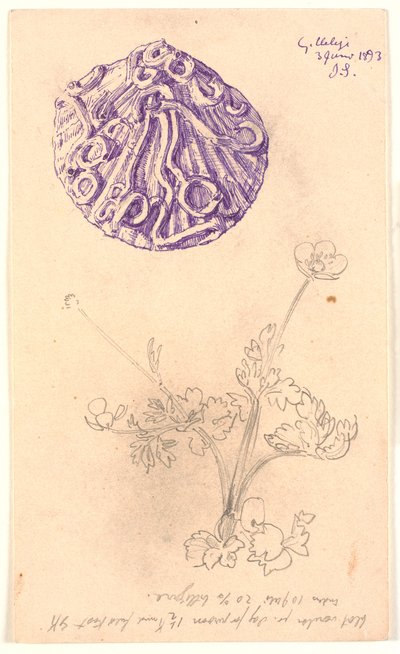 Studie van schelp en een plant door Joakim Frederik Skovgaard
