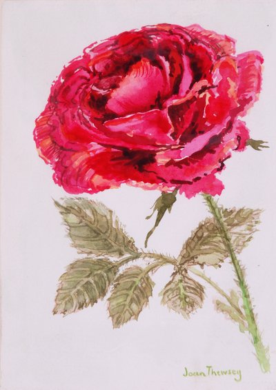 Een Rode Roos, 2000, aquarel op handgemaakt papier door Joan Thewsey