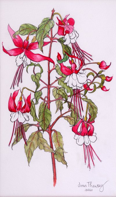 Fuchsia