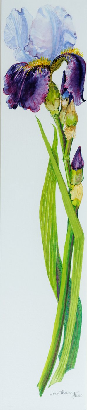 Iris met drie knoppen door Joan Thewsey
