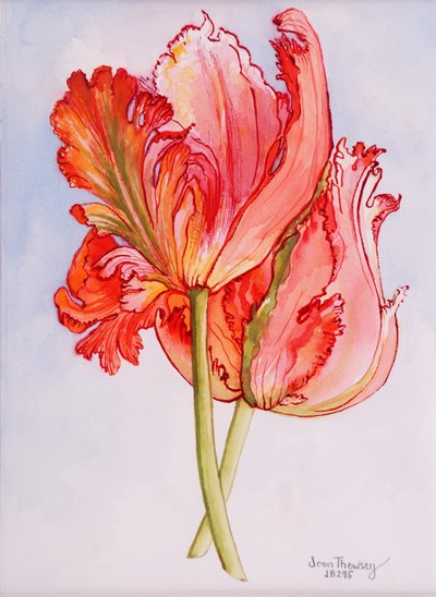 Twee Gefranjerde Tulpen door Joan Thewsey