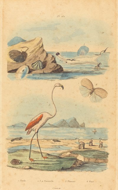 Flamingo