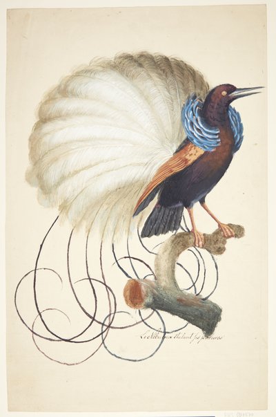 Exotische vogel door Johan Christian Ernst Walter