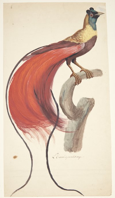 Exotische vogel door Johan Christian Ernst Walter