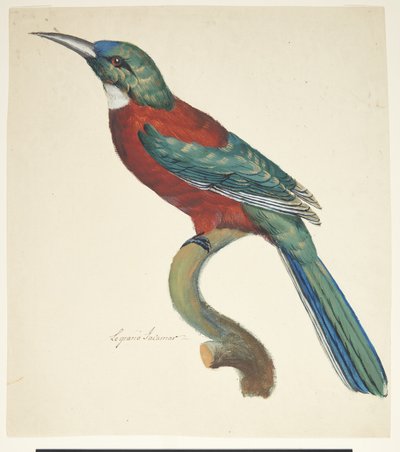 Exotische vogel door Johan Christian Ernst Walter