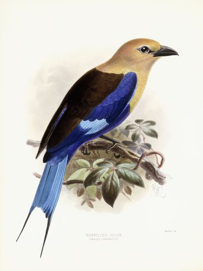 Blauwbuikroller, 1893 door Johan Gerard Keulemans