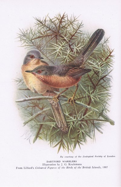 Dartfordzangers, Natuur in Groot-Brittannië uitgegeven door Collins, 1946 door Johan Gerard Keulemans