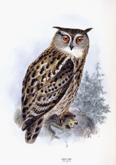 Oehoe door Johan Gerard Keulemans