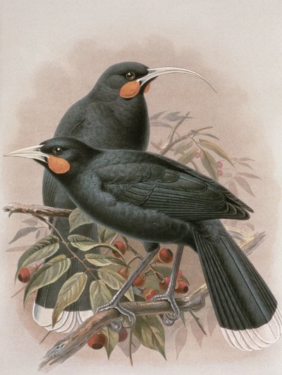 Huia, illustratie uit 