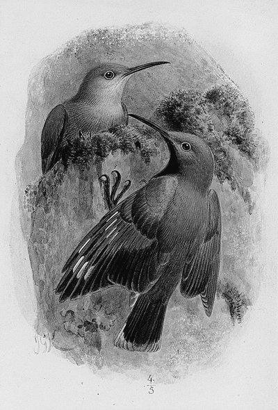 Paar muursluipers door Johan Gerard Keulemans