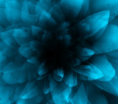Blauwe bloem, 2016 door Johan Lilja
