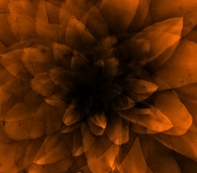 Oranje bloem door Johan Lilja