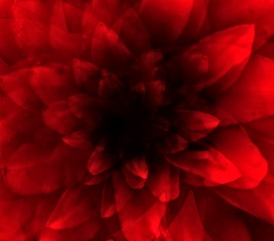 Rode bloem door Johan Lilja