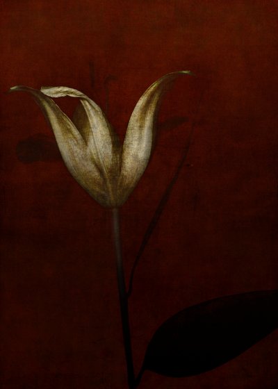 Lelie door Johan Lilja
