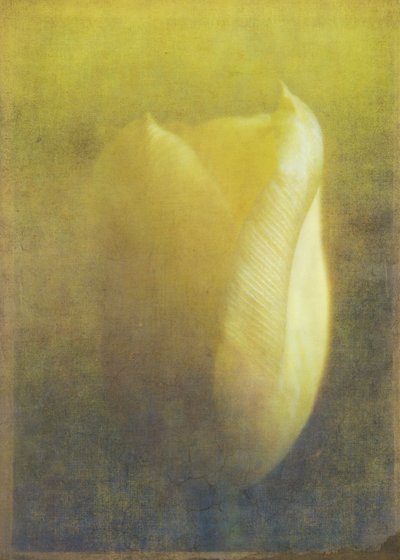 Tulp, 2015 door Johan Lilja
