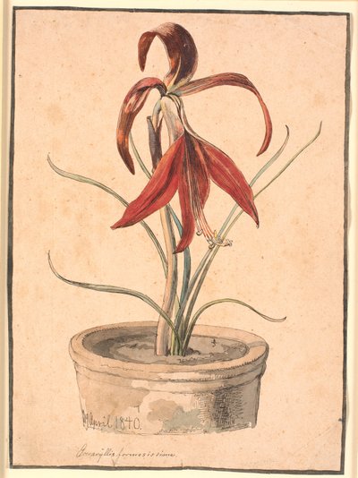 Bloeiende Amaryllis door Johan Thomas Lundbye