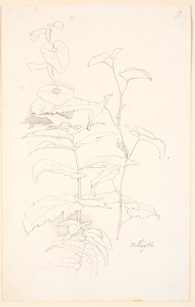 Plantenstudies, waaronder van haagwinde door Johan Thomas Lundbye