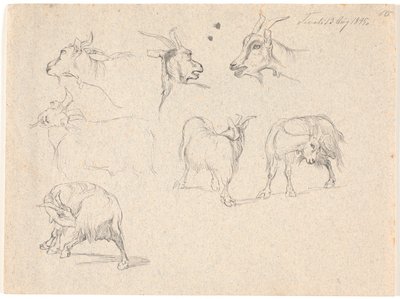 Studies van geiten door Johan Thomas Lundbye