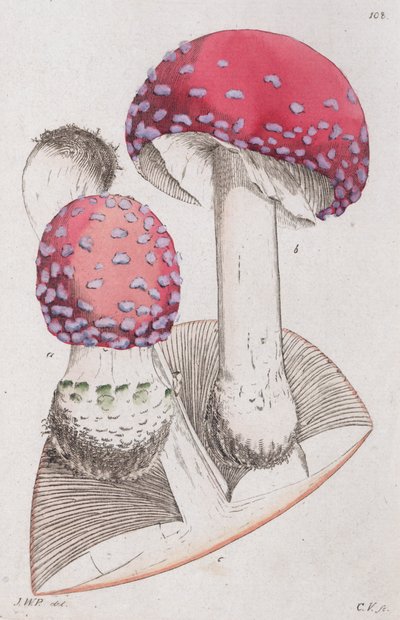 Amanita muscaria, 1804-1811 door Johan Wilhelm Palmstruch