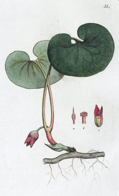Asarabacca Asarum europaeum, 1804-1811 door Johan Wilhelm Palmstruch