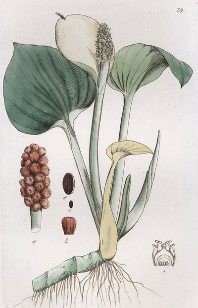 Moerasaronskelk (Calla palustris) door Johan Wilhelm Palmstruch