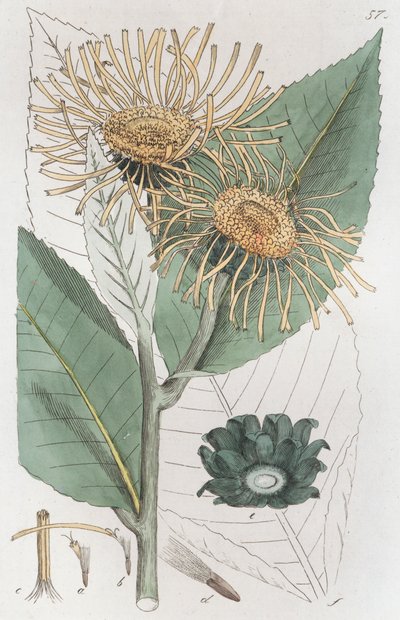 Alant Inula helenium, 1804-1811 door Johan Wilhelm Palmstruch