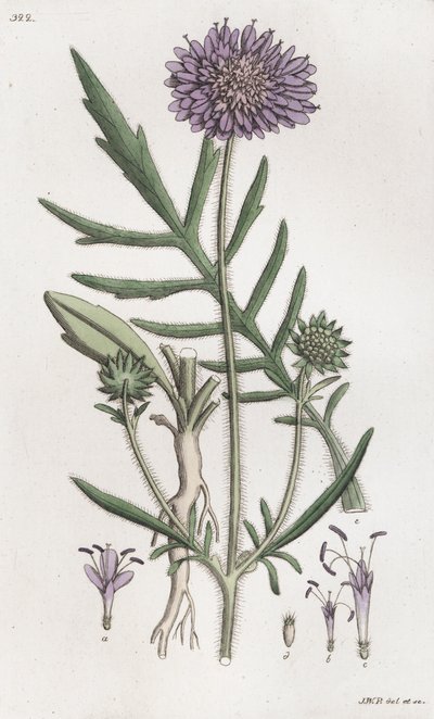 Veldscabiosa Knautia arvensis door Johan Wilhelm Palmstruch
