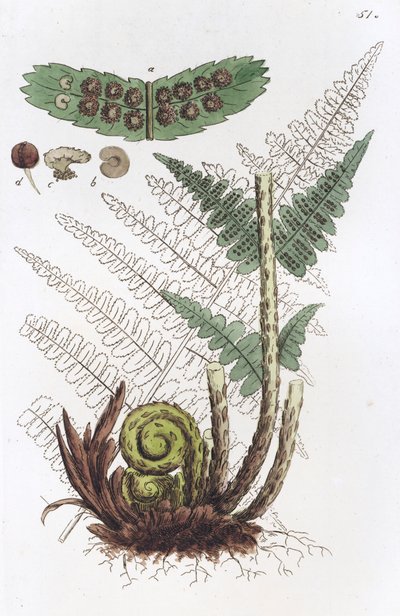 Mannetjesvaren Dryopteris filix-mas, 1804-1811 door Johan Wilhelm Palmstruch
