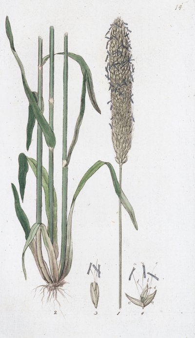 Weide Foxtail Alopecurus pratensis door Johan Wilhelm Palmstruch