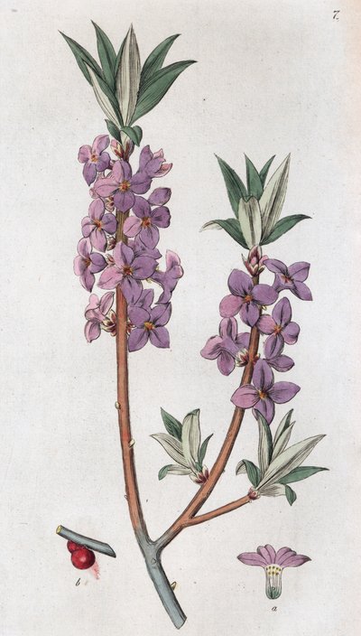Mezereon Daphne mezereum door Johan Wilhelm Palmstruch