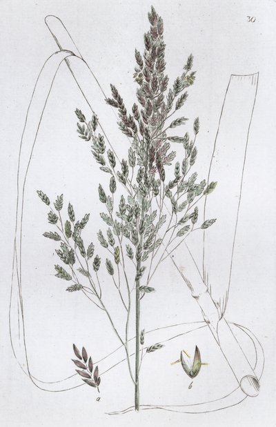 Rietzoetgras Poa aquatica, 1804-1811 door Johan Wilhelm Palmstruch