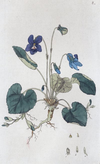 Zoete viooltjes (Viola odorata) door Johan Wilhelm Palmstruch