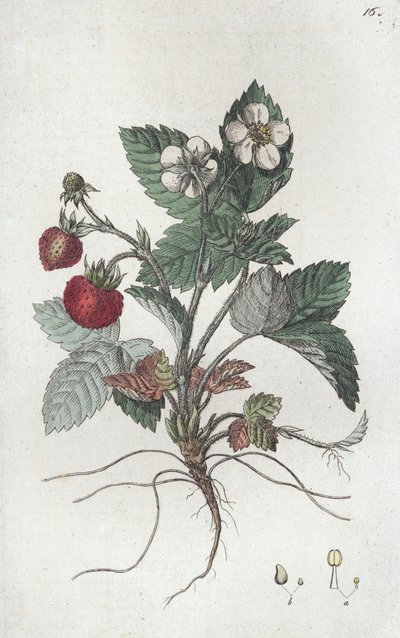 Wilde aardbei Fragaria vesca door Johan Wilhelm Palmstruch