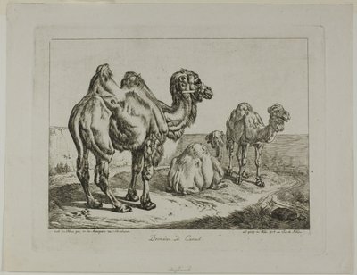 Dromedaris en kameel door Johann Adam Klein