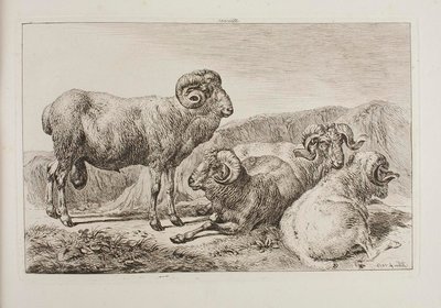 Merino-rammen door Johann Adam Klein