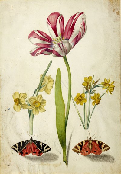 Tulp, Narcis en Vlinders, ca. 1660 door Johann Bartholomäus Braun
