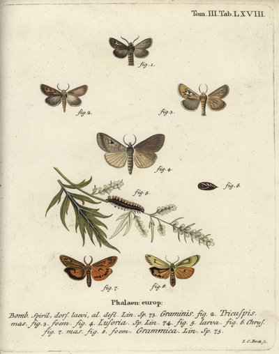 Gewei mot, Lygephila lusoria en gevederde voetsoldaat door Johann Carl Bock