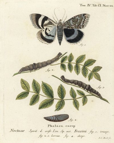 Blauwe ondervleugel mot of Clifden nonpareil, Catocala fraxini. Handgekleurde kopergravure door Johann Carl Bock door Johann Carl Bock