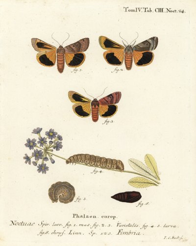 Breedgerande gele ondervleugel, Noctua fimbriata. Handgekleurde kopergravure door Johann Carl Bock naar Eugenius Johann Christoph Esper