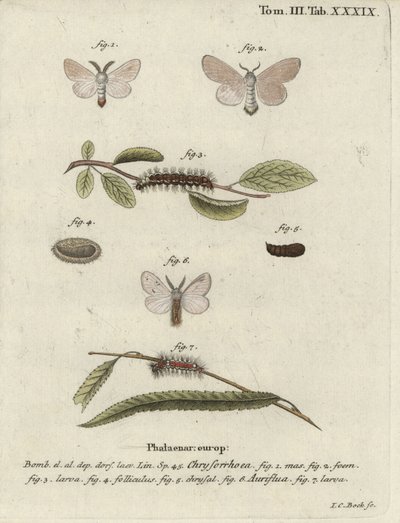 Bruinstaartmot, Euproctis chrysorrhoea door Johann Carl Bock