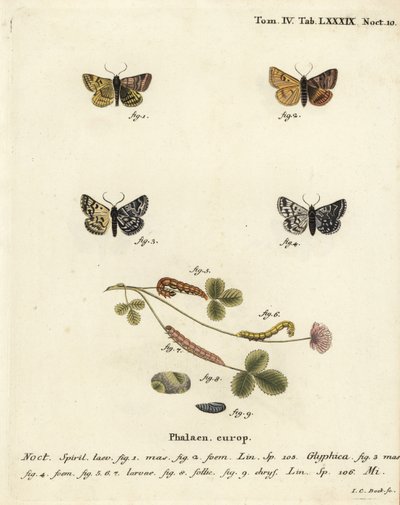 Burnet metgezel mot, Euclidia glyphica 1,2, en de Moeder Shipton mot, Euclidia mi, 3-9. Handgekleurde kopergravure door Johann Carl Bock door Johann Carl Bock