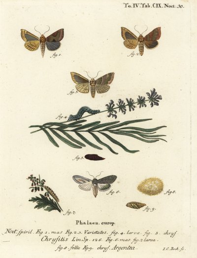 Gebronsde koperen mot, Diachrysia chrysitis 1-5, en groene zilvergespikkelde haai, Cucullia argentea 6-9. Handgekleurde kopergravure door Johann Carl Bock naar Eugenius Johann Christoph Esper