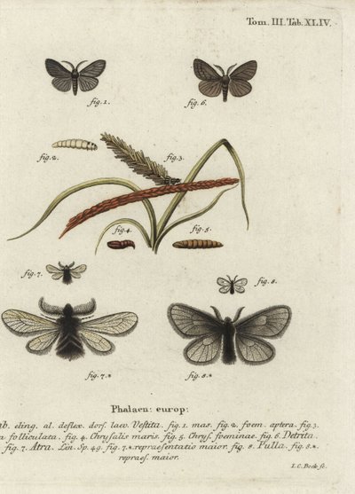 Canephora hirsuta, Ocneria detrita en Epichnopterix plumella door Johann Carl Bock